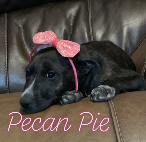 Pecan Pie