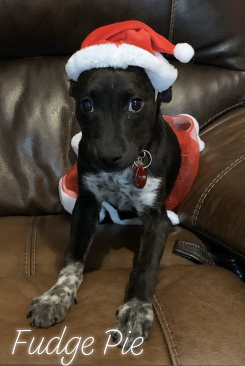 Kote