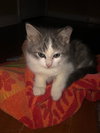 Sally