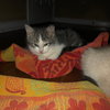 Sally
