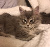 Marcie