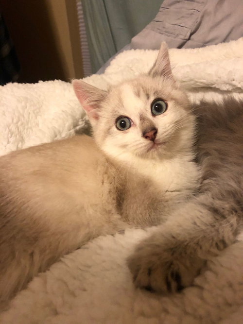 Linus