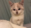 Linus