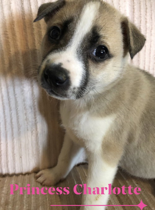 Bella LuLu
