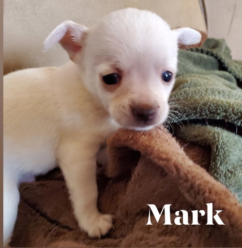 Mark