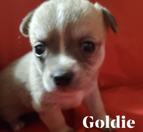 Goldie