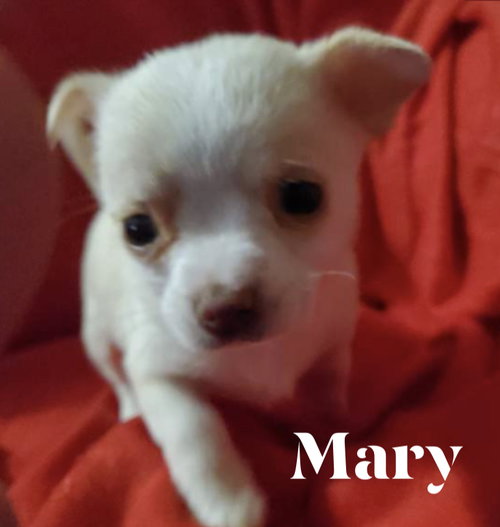 Mary