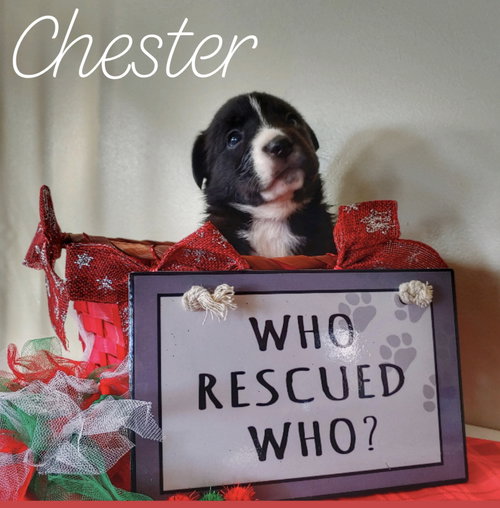 Chester