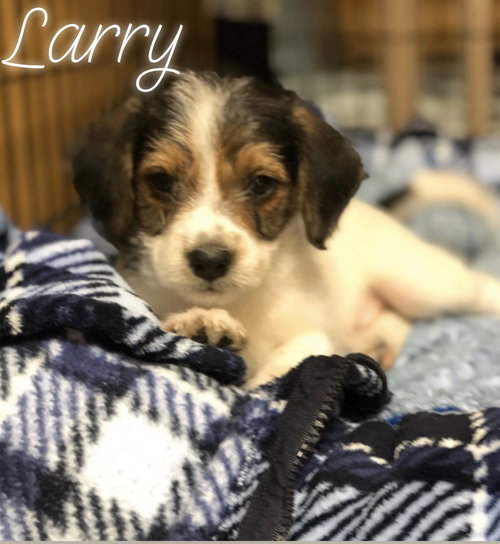 Larry