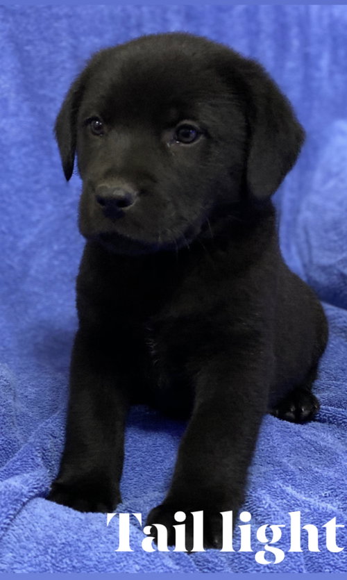 Enzo
