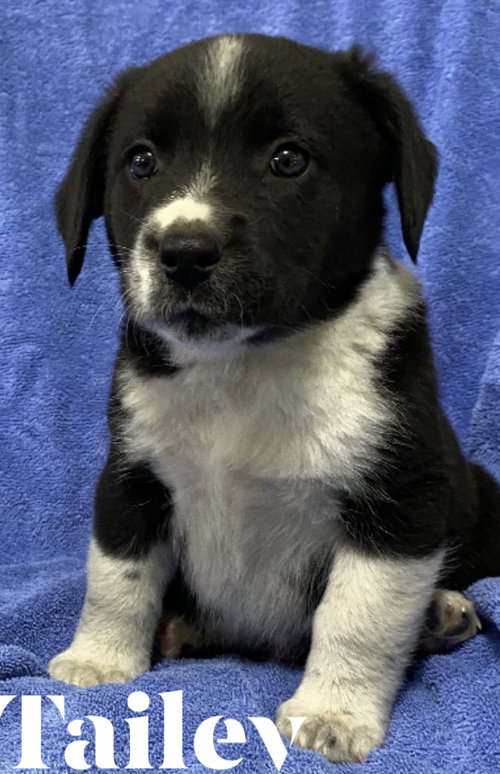 Milo