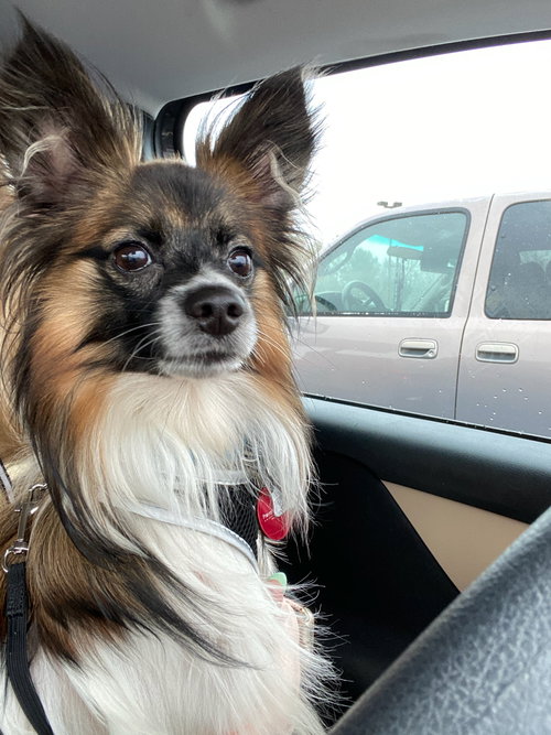 Louie