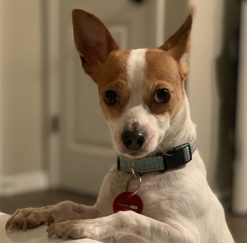 Tater Tot
