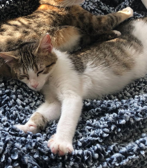 Smitten