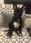 Jaq