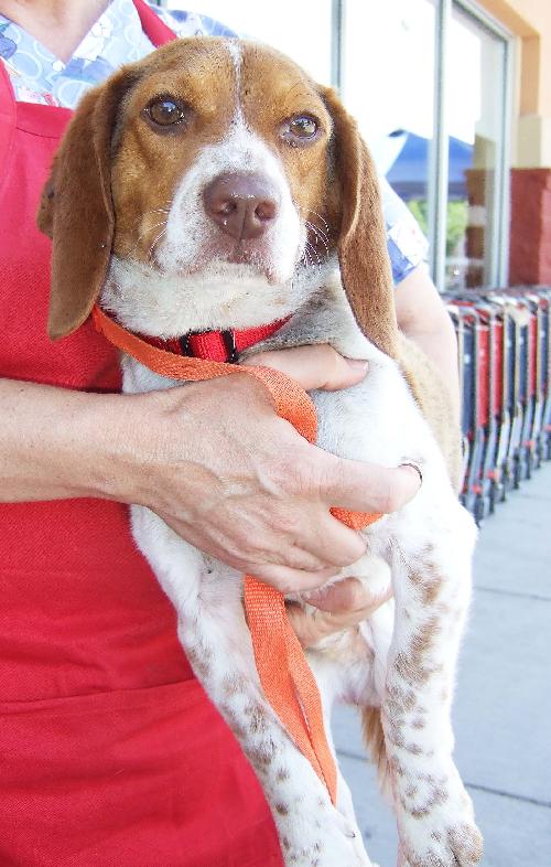 Warfield red sale beagles for sale