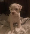 Bailey