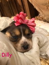 Dilly