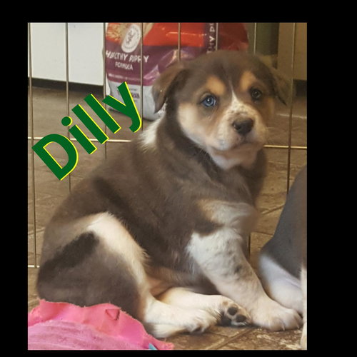 Dilly