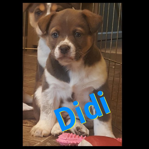 DiDi