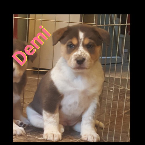 Demi