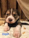 Koda