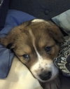 Koda