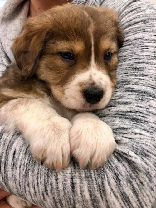 Koda