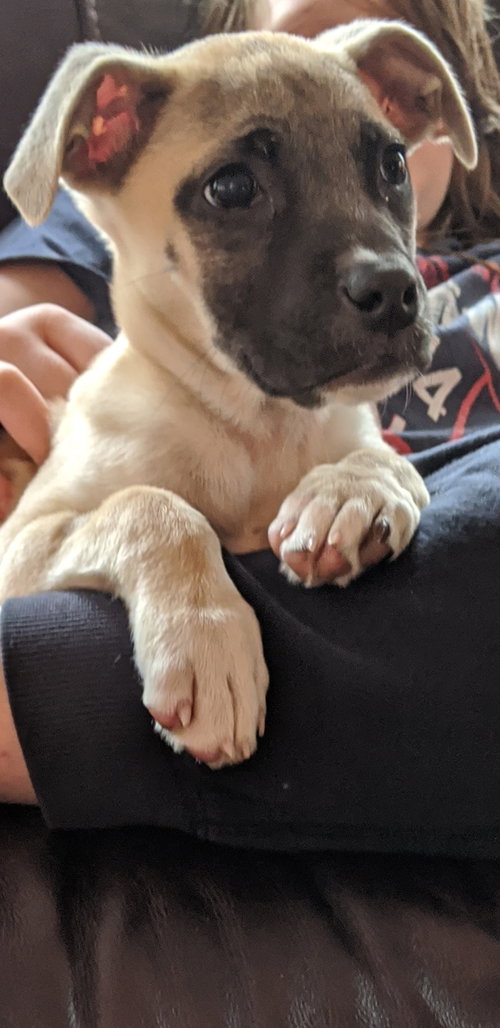 Hazel