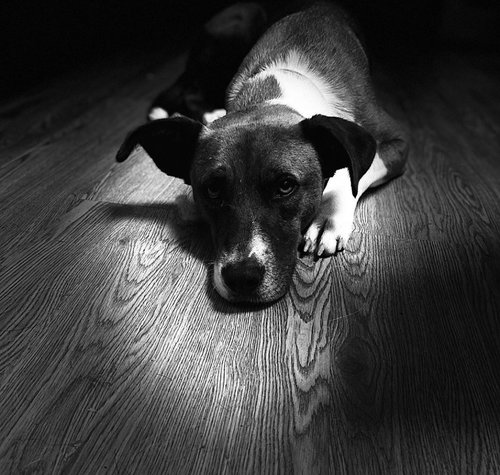 Reba