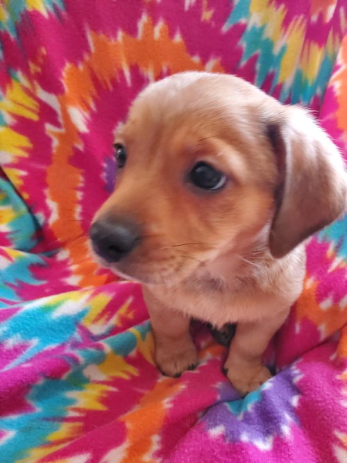 Huckleberry