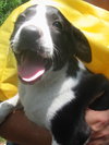 Darla