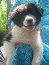 Petey