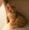 Toby
