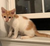Ringo