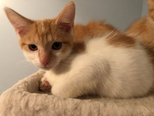 Ringo