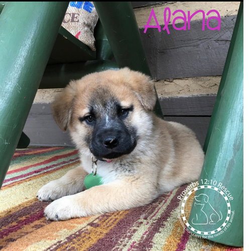Bella