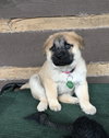Bella