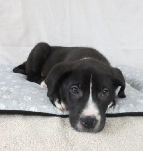 Piper