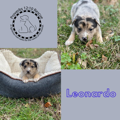 Leonardo