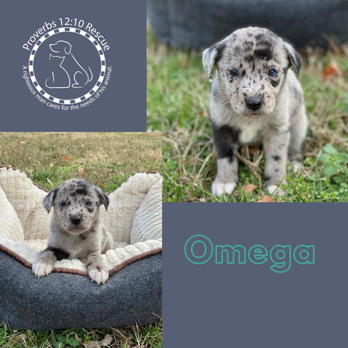 Omega