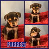 Forrest