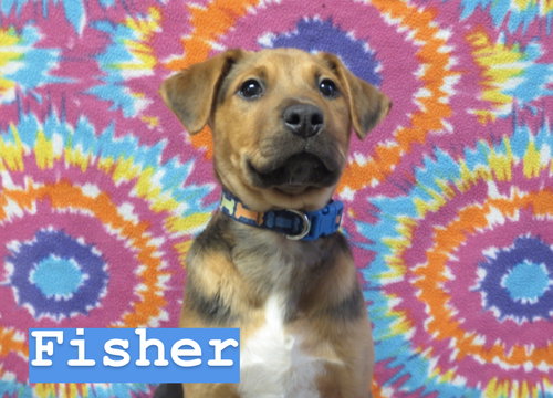 Fisher