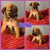 Fiona