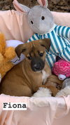 Fiona