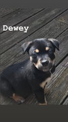 Dewey