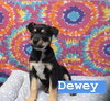 Dewey