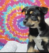 Dewey