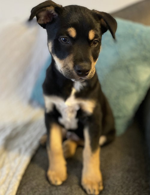 Dewey