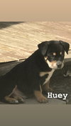 Huey